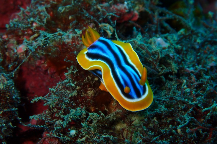 boat diving nudibranch sea slug moray eel scorpionfish